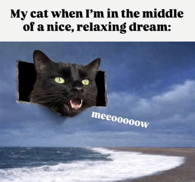 My cat when I'm in the middle of a nice, relaxing dream: meeoooooW
