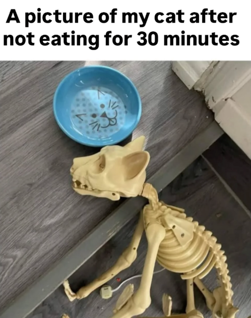A picture of my cat after not eating for 30 minutes