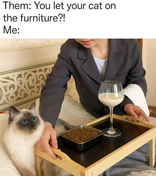 Them: You let your cat on the furniture?! Me:
