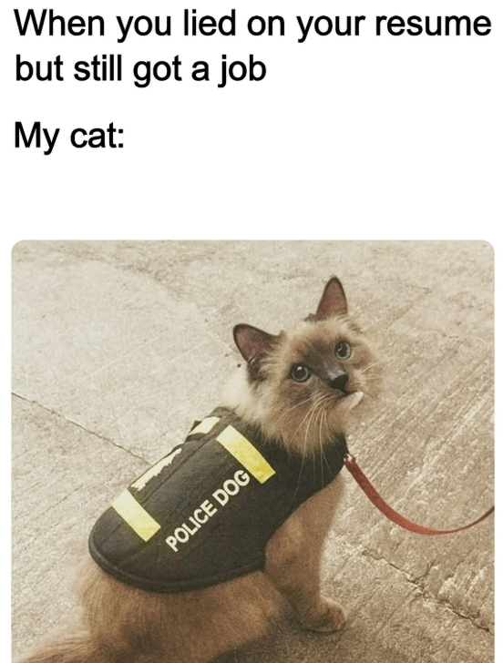 When you lied on your resume but still got a job My cat: POLICE DOG