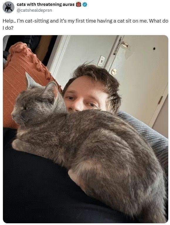 cats with threatening auras @catshealdeprsn Help.. I'm cat-sitting and it's my first time having a cat sit on me. What do I do?