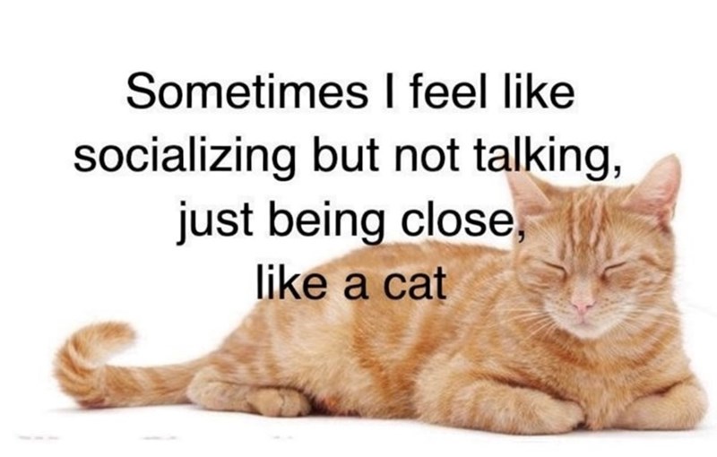 Sometimes I feel like socializing but not talking, just being close, like a cat