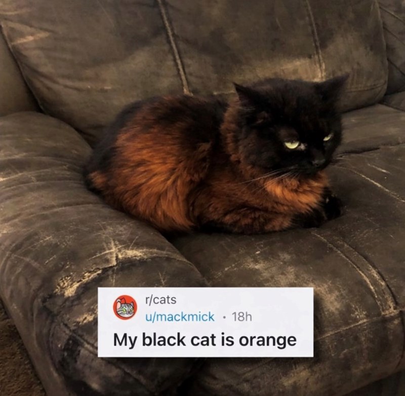 r/cats u/mackmick⚫ 18h My black cat is orange