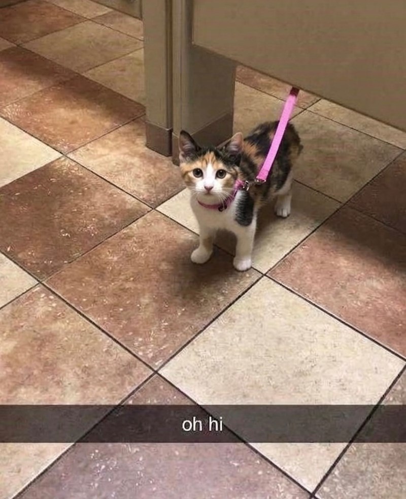 oh hi
