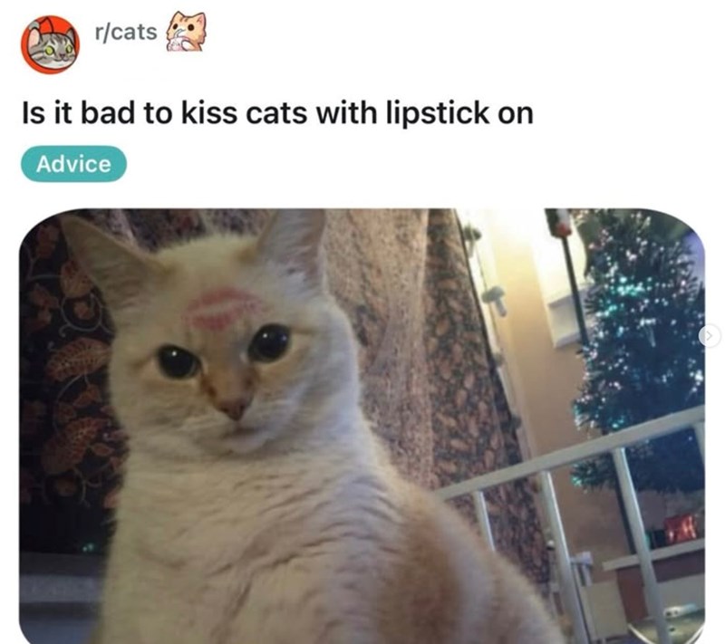r/cats Is it bad to kiss cats with lipstick on Advice