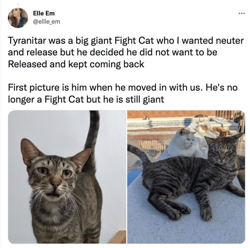 Elle Em @ellle_em Tyranitar was a big giant Fight Cat who I wanted neuter and release but he decided he did not want to be Released and kept coming back First picture is him when he moved in with us. He's no longer a Fight Cat but he is still giant
