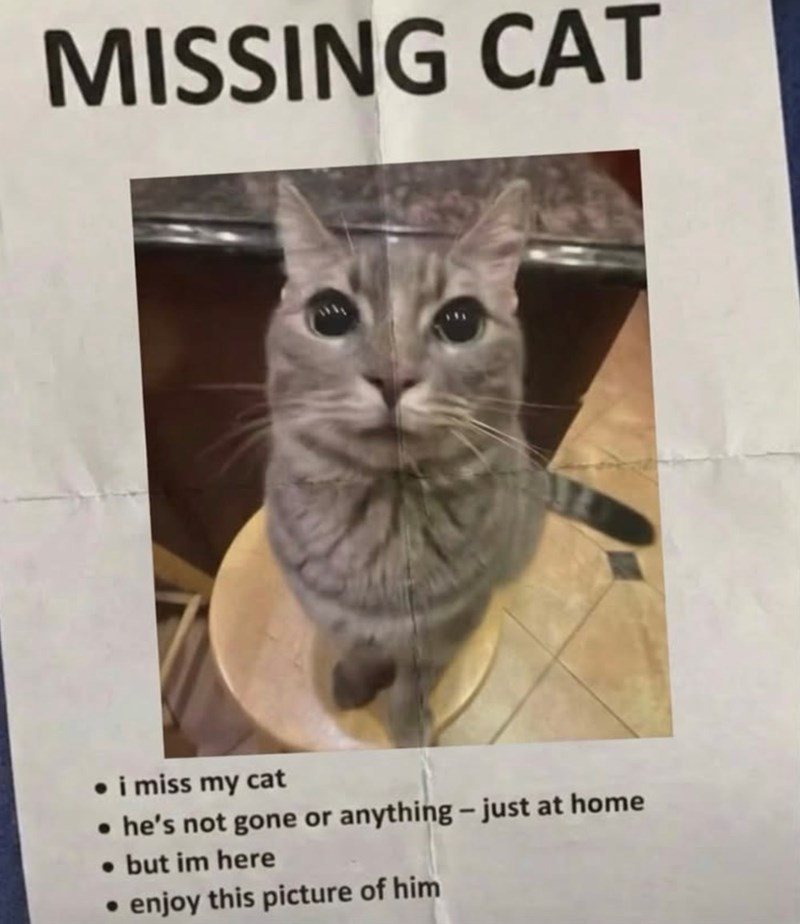 MISSING CAT ⚫i miss my cat • he's not gone or anything - just at home • but im here ⚫enjoy this picture of him
