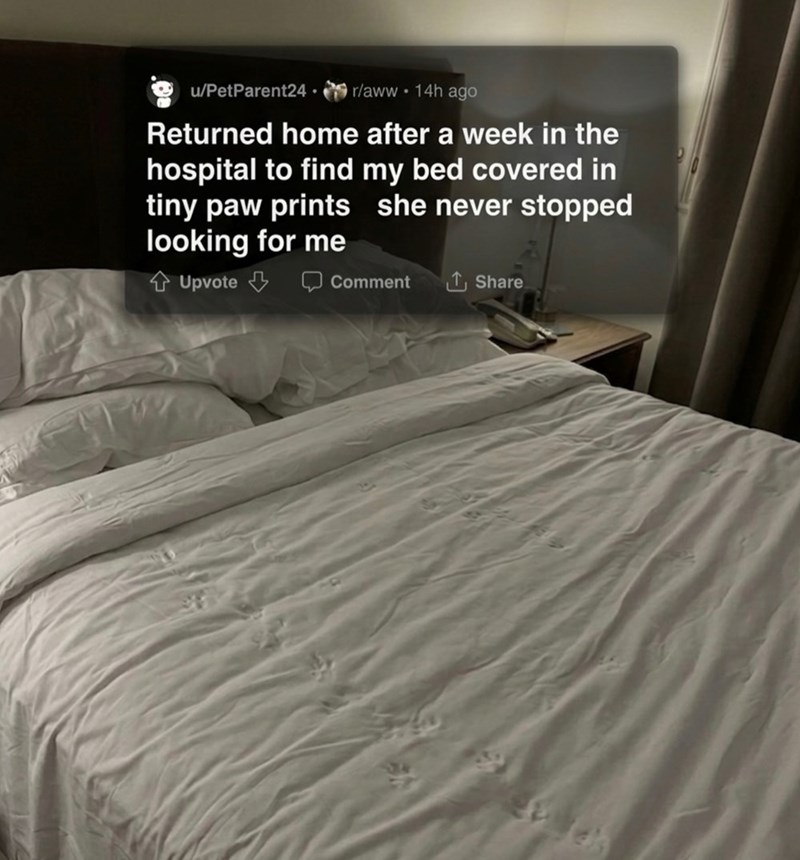 u/PetParent24. r/aww 14h ago Returned home after a week in the hospital to find my bed covered in tiny paw prints she never stopped looking for me Upvote Comment Share