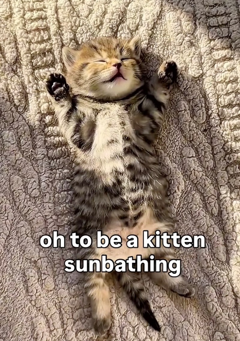 oh to be a kitten sunbathing