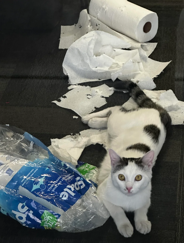 Spale ST ONE ROOM- PAPER TOWELS. MAGIC AWAY & MAKE YOUR MIRRO Sp