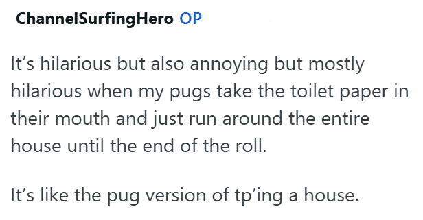 ChannelSurfingHero OP It's hilarious but also annoying but mostly hilarious when my pugs take the toilet paper in their mouth and just run around the entire house until the end of the roll. It's like the pug version of tp'ing a house.
