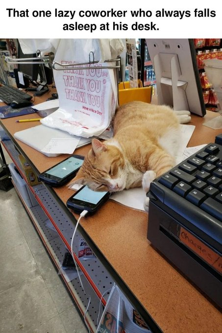 That one lazy coworker who always falls asleep at his desk. THANK YOU THANK YOU Hove Alice Day En 10 Charges