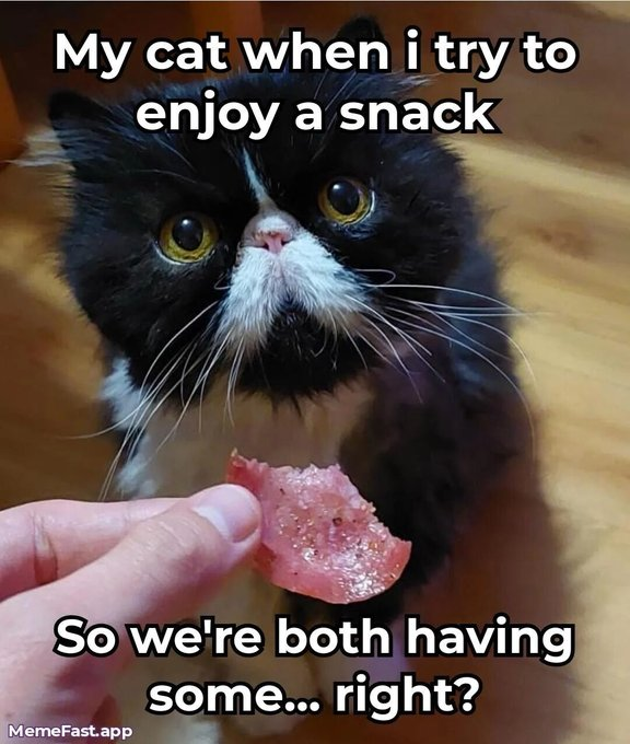 My cat when i try to enjoy a snack So we're both having some... right? MemeFast.app