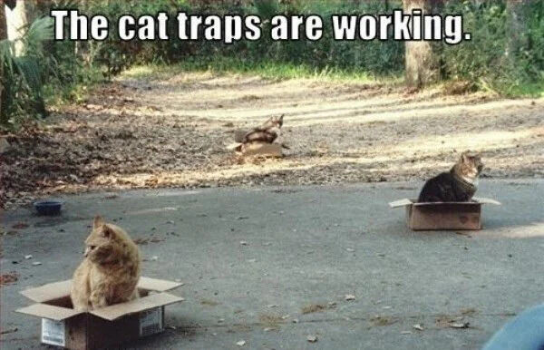 The cat traps are working.