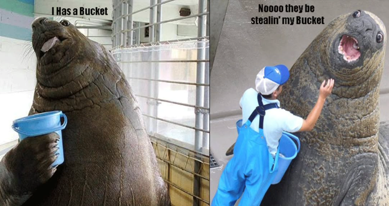 I Has a Bucket Noooo they be stealin' my Bucket