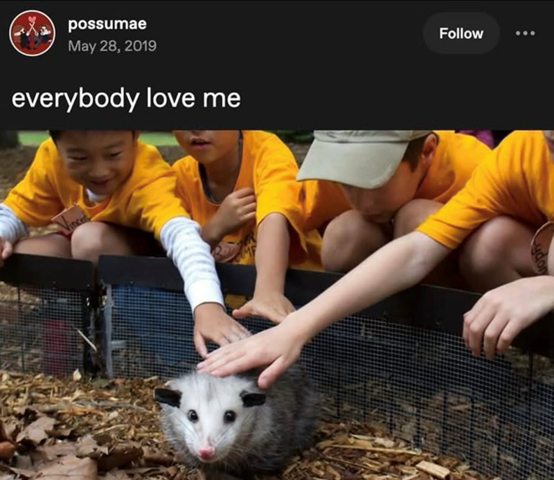 possumae May 28, 2019 everybody love me Follow 600
