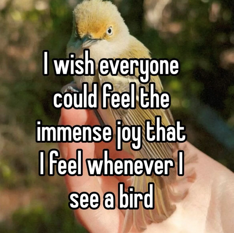 I wish everyone could feel the immense joy that I feel whenever I see a bird