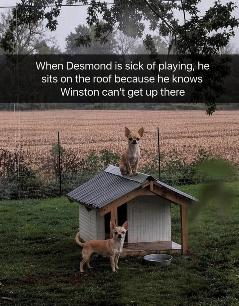 When Desmond is sick of playing, he sits on the roof because he knows Winston can't get up there