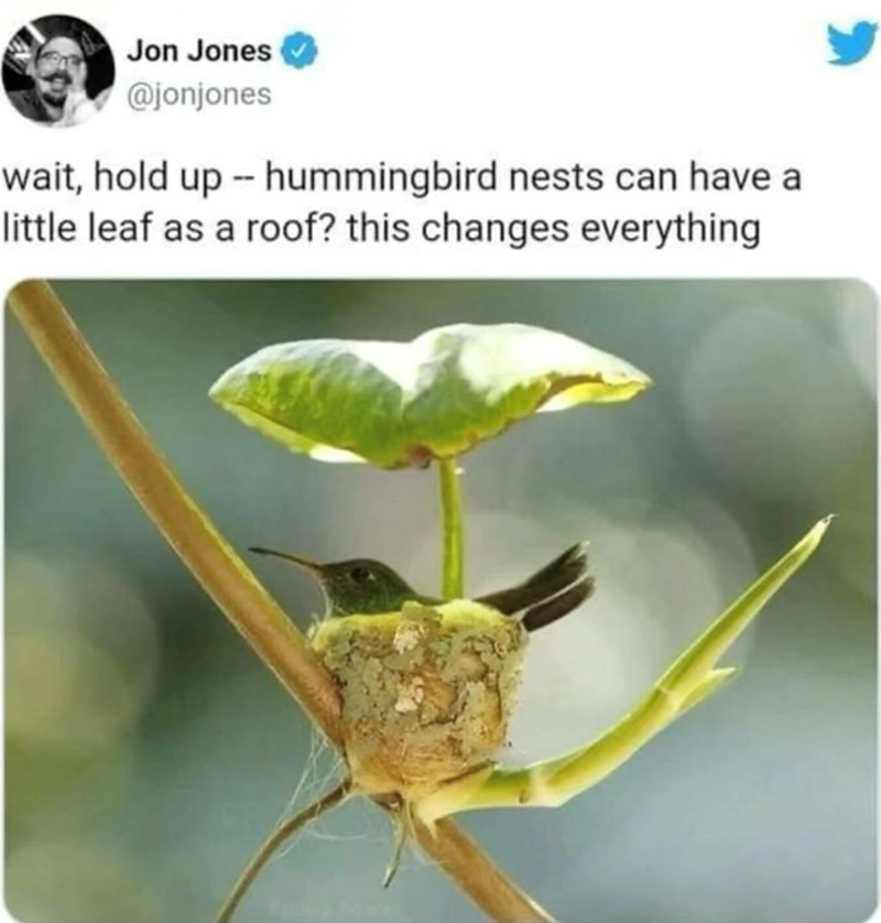Jon Jones @jonjones wait, hold up -- hummingbird nests can have a little leaf as a roof? this changes everything