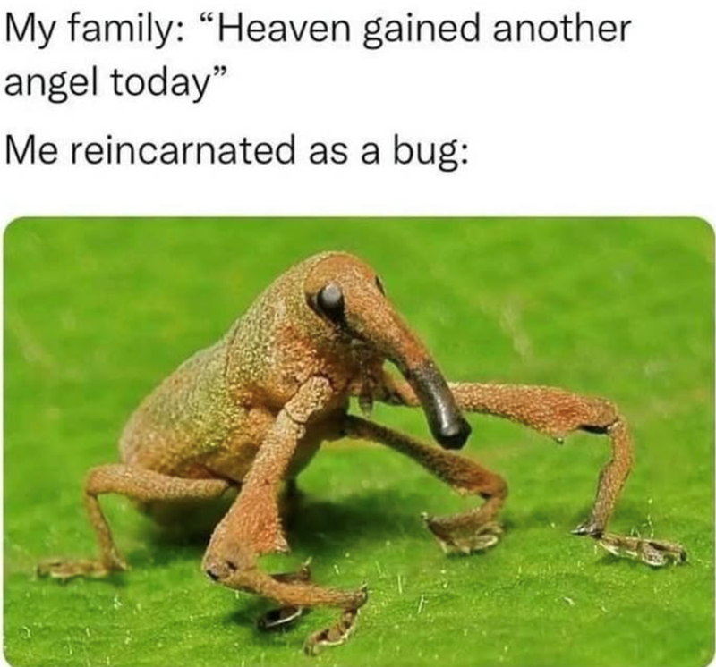 My family: "Heaven gained another angel today" Me reincarnated as a bug: