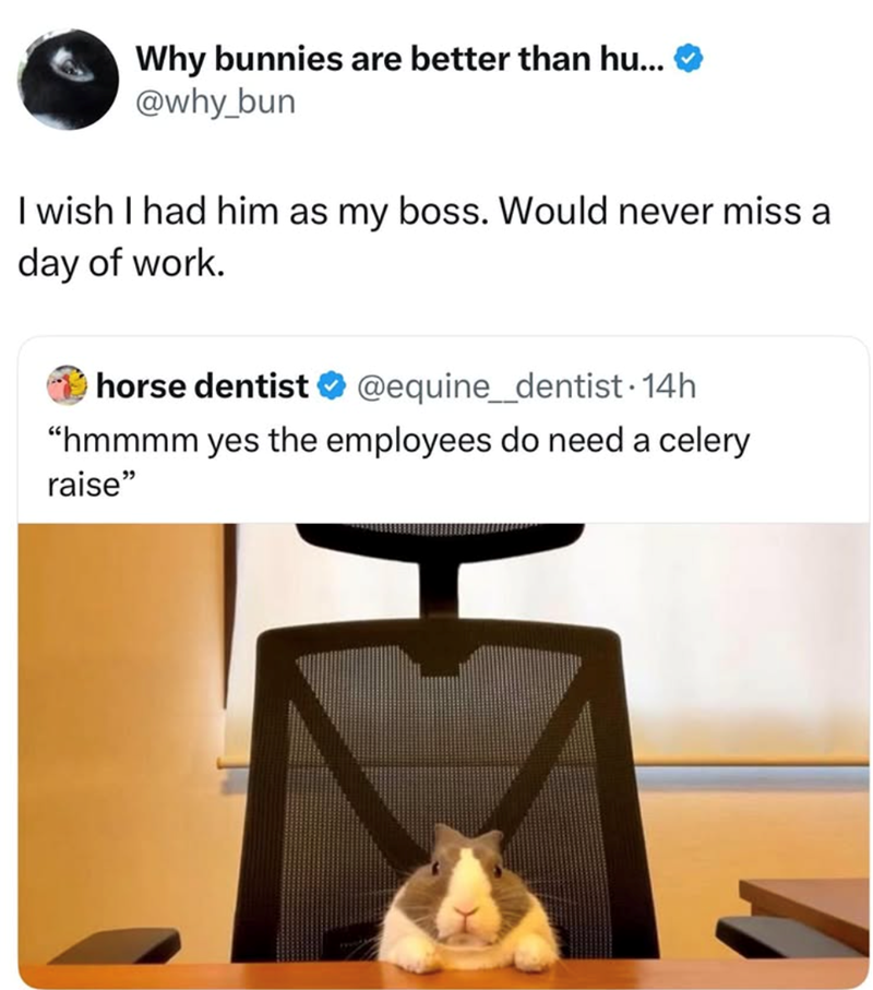 Why bunnies are better than hu... @why_bun I wish I had him as my boss. Would never miss a day of work. horse dentist @equine_dentist. 14h "hmmmm yes the employees do need a celery raise"