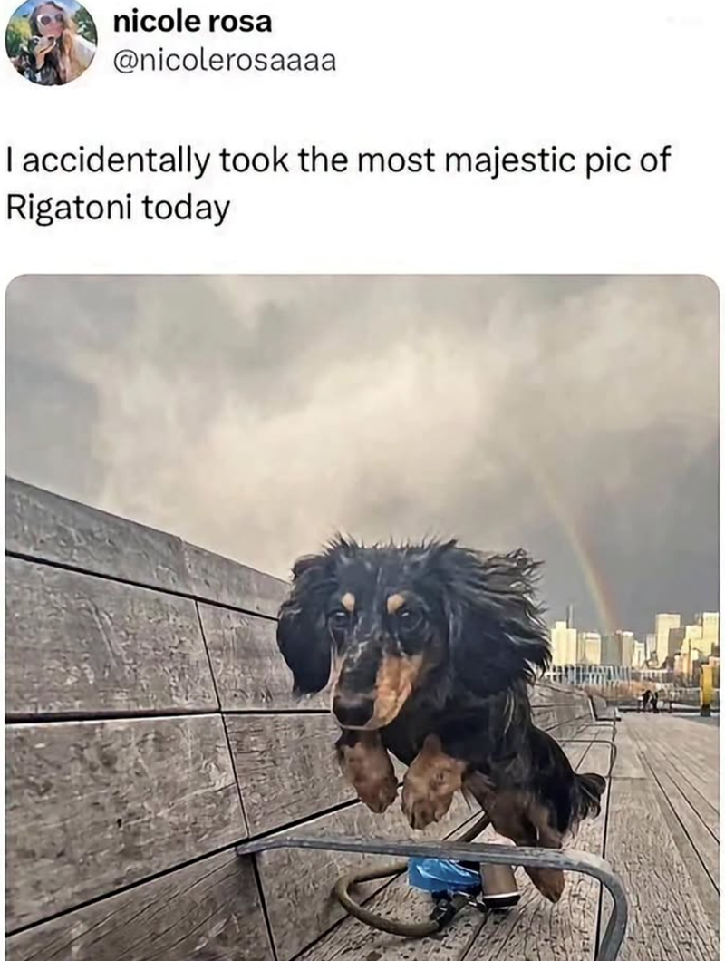 nicole rosa @nicolerosaaaa I accidentally took the most majestic pic of Rigatoni today