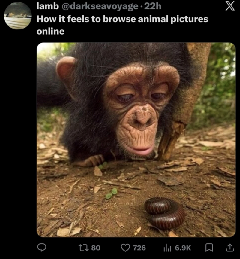 lamb @darkseavoyage 22h How it feels to browse animal pictures online 17 80 726 Ilil 6.9K X