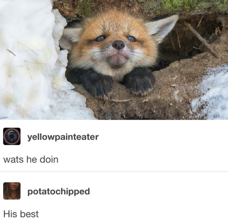 yellowpainteater wats he doin potatochipped His best