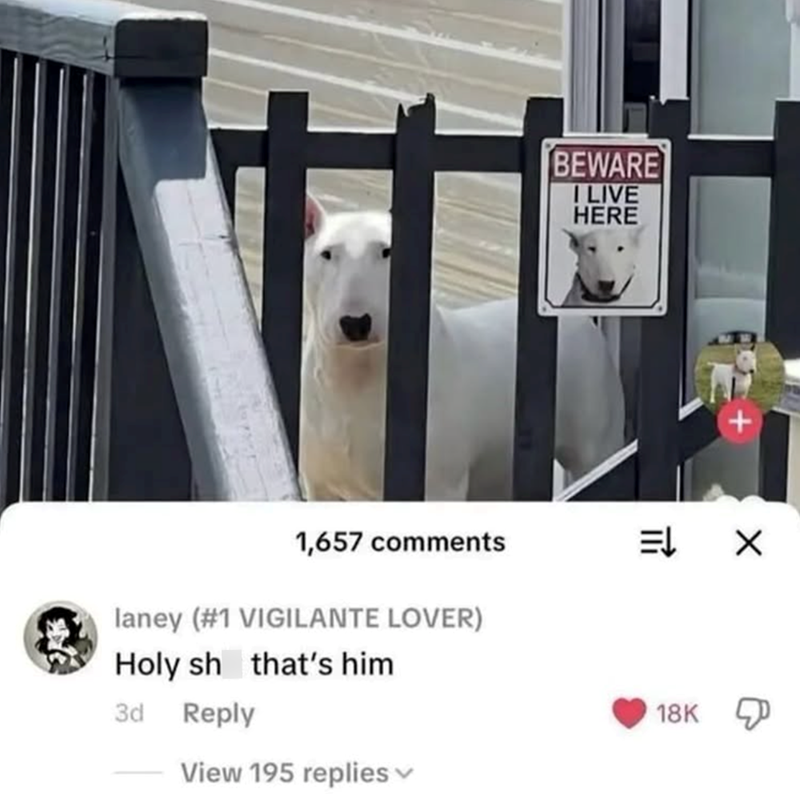 BEWARE I LIVE HERE 1,657 comments Ex laney (#1 VIGILANTE LOVER) Holy sh that's him 3d Reply View 195 replies 18K