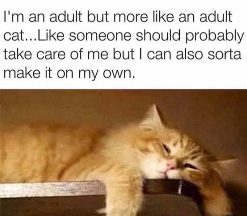 I'm an adult but more like an adult cat...Like someone should probably take care of me but I can also sorta make it on my own.