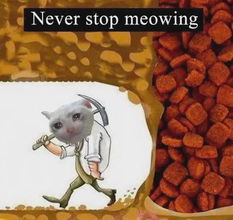 Never stop meowing
