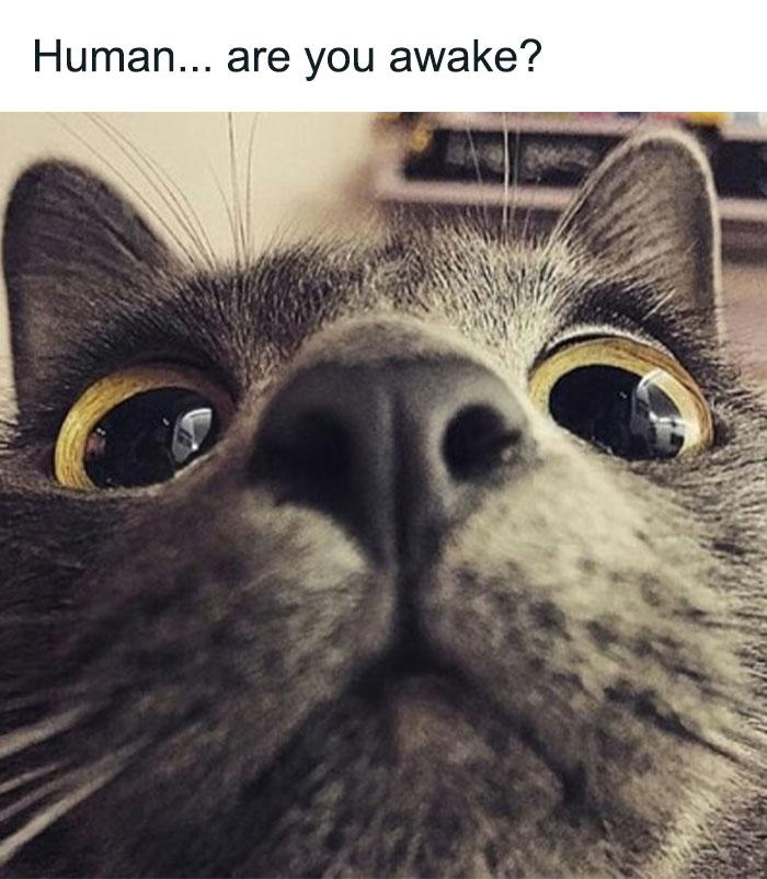 Human... are you awake?