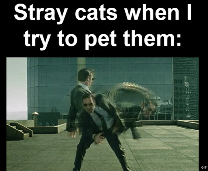 Stray cats when I try to pet them: GIF