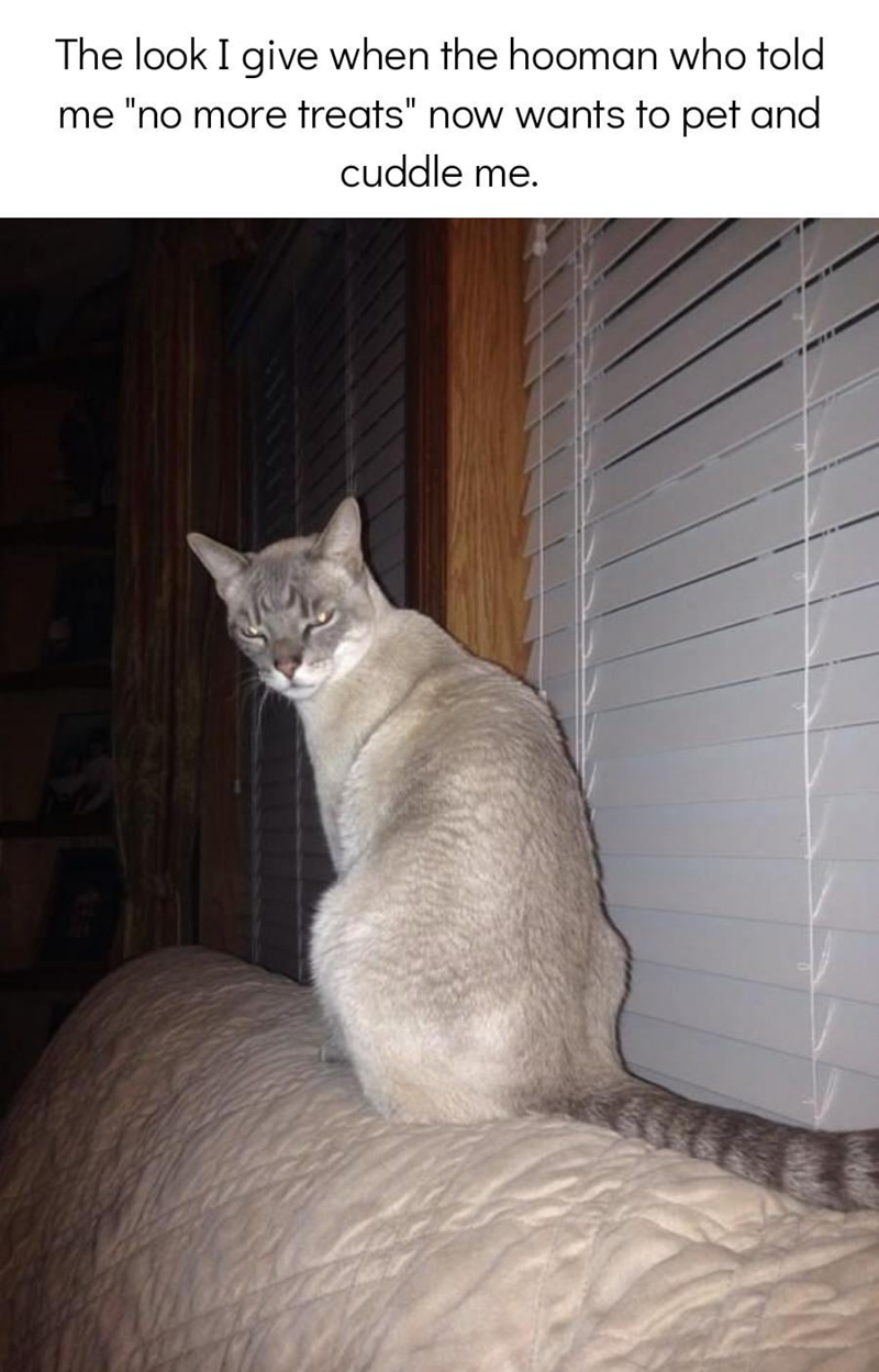 The look I give when the hooman who told me "no more treats" now wants to pet and cuddle me.