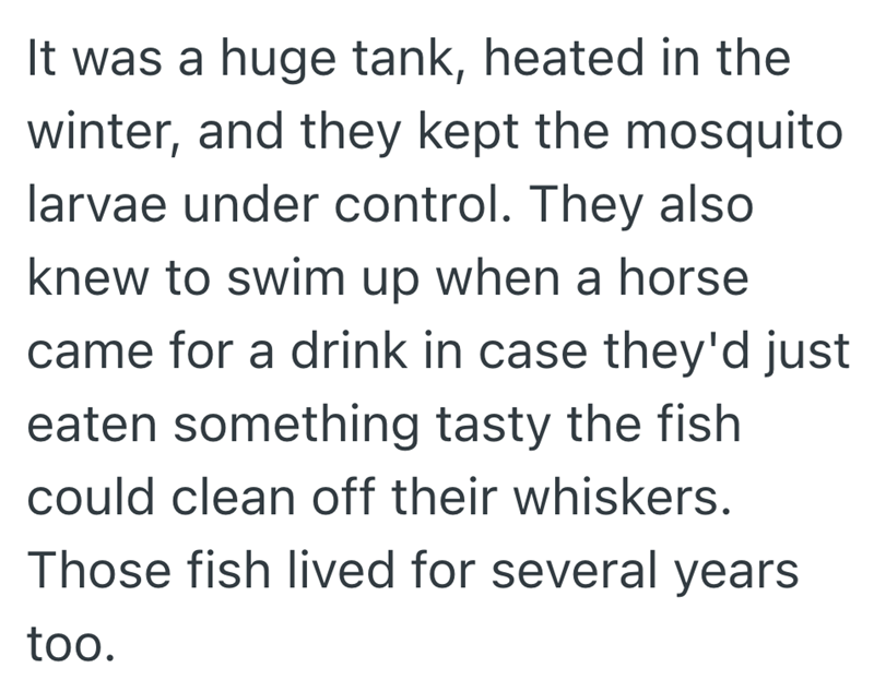It was a huge tank, heated in the winter, and they kept the mosquito larvae under control. They also knew to swim up when a horse came for a drink in case they'd just eaten something tasty the fish could clean off their whiskers. Those fish lived for several years too.