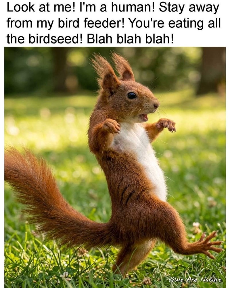 Look at me! I'm a human! Stay away from my bird feeder! You're eating all the birdseed! Blah blah blah! @We Are Nature