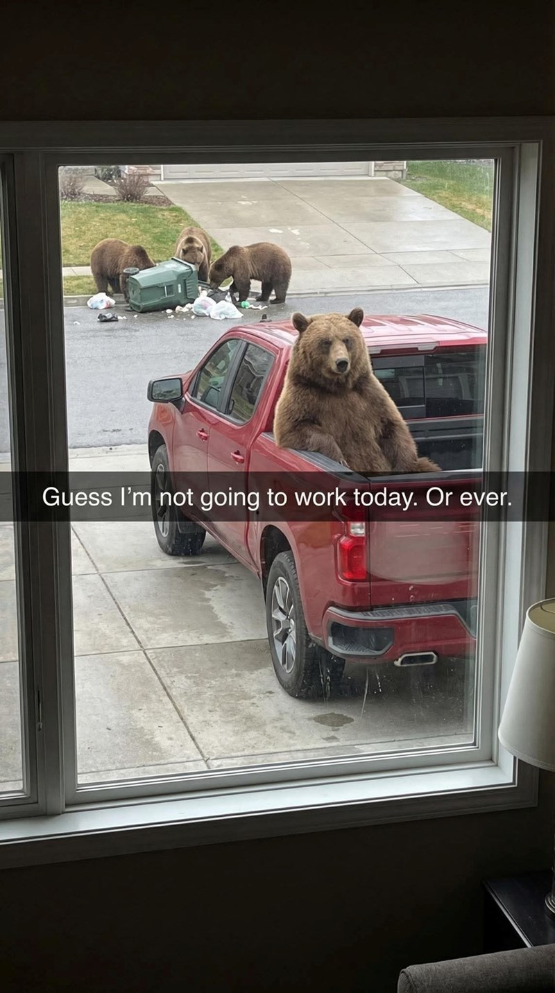 Guess I'm not going to work today. Or ever.