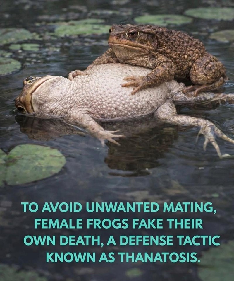 TO AVOID UNWANTED MATING, FEMALE FROGS FAKE THEIR OWN DEATH, A DEFENSE TACTIC KNOWN AS THANATOSIS.