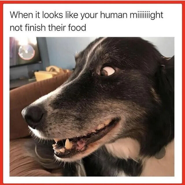 When it looks like your human might not finish their food