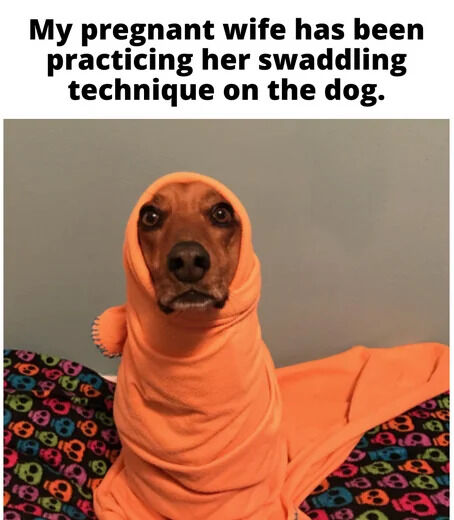 My pregnant wife has been practicing her swaddling technique on the dog.