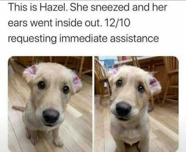 This is Hazel. She sneezed and her ears went inside out. 12/10 requesting immediate assistance