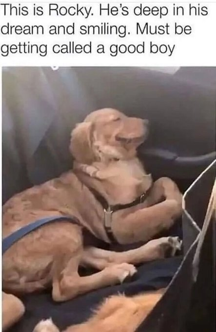 This is Rocky. He's deep in his dream and smiling. Must be getting called a good boy