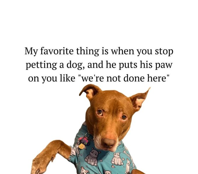 My favorite thing is when you stop petting a dog, and he puts his paw on you like "we're not done here"