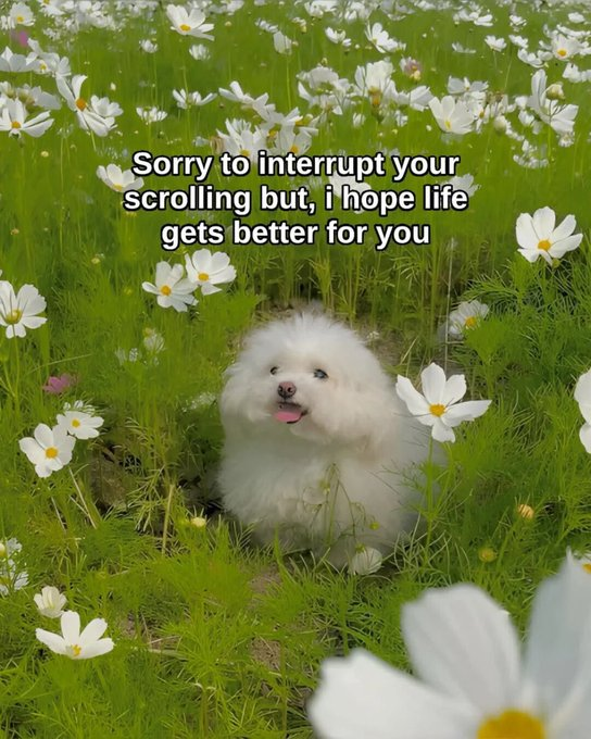 Sorry to interrupt your scrolling but, i hope life gets better for you