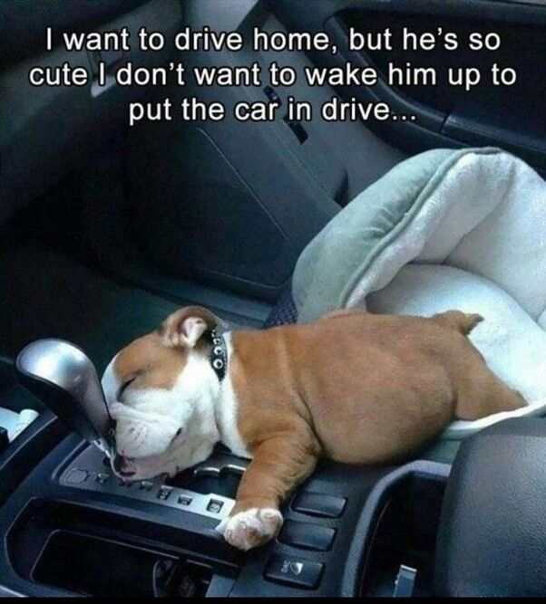 I want to drive home, but he's so cute I don't want to wake him up to put the car in drive...
