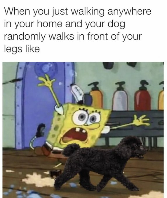 When you just walking anywhere in your home and your dog randomly walks in front of your legs like