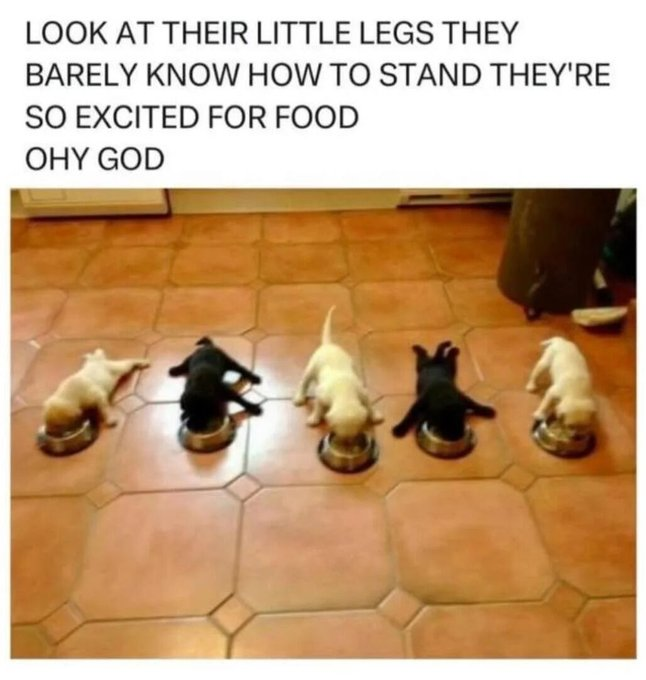 LOOK AT THEIR LITTLE LEGS THEY BARELY KNOW HOW TO STAND THEY'RE SO EXCITED FOR FOOD OHY GOD