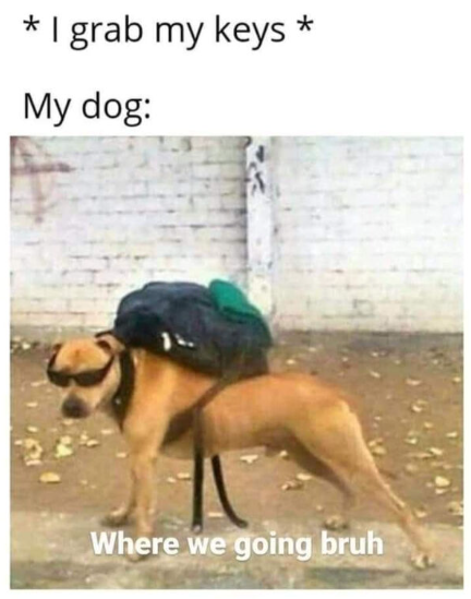 * I grab my keys * My dog: Where we going bruh