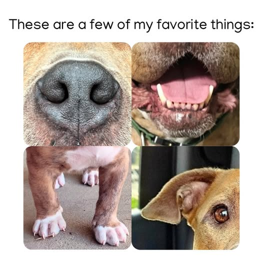 These are a few of my favorite things: