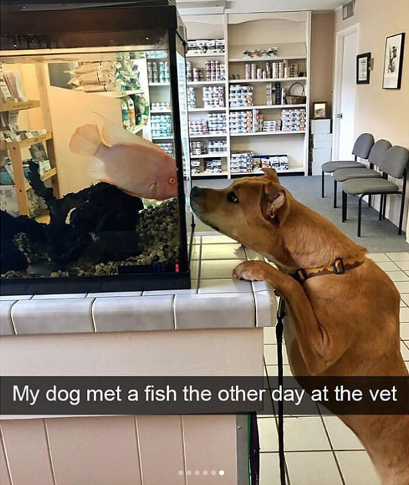 } My dog met a fish the other day at the vet